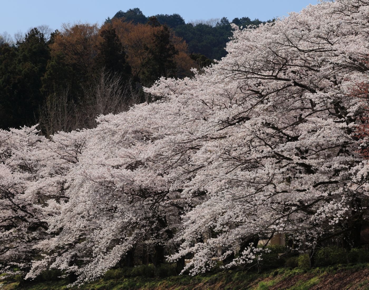 🌳 카마노후치 공원 이미지 4